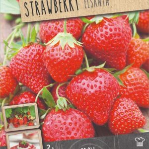 Jarðaberjarætur Elsanta, 2 stk