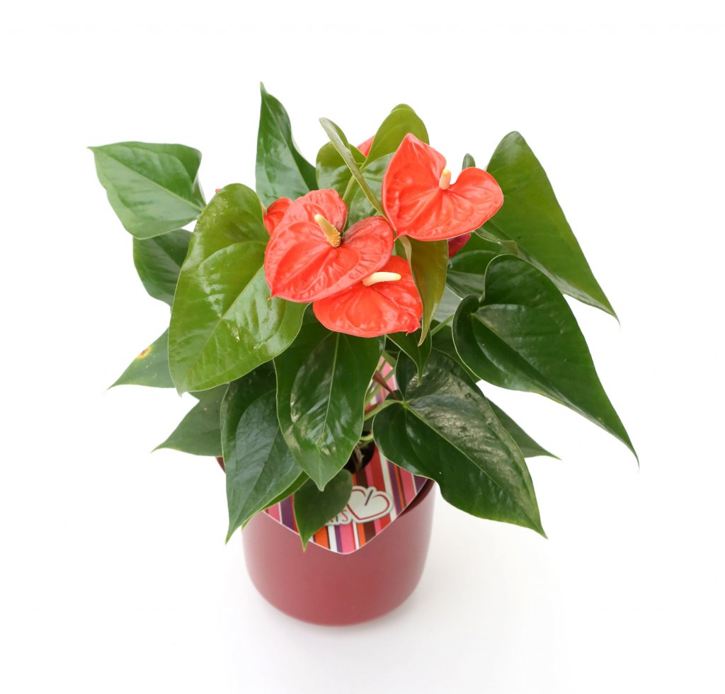 product_7178