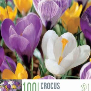 Krókusar - blandaðir, 100 stk