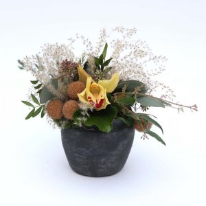 Orkideuskreyting í potti