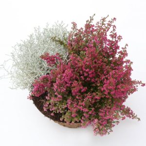 Vistvæn skreyting - lítil erica og vírkambur