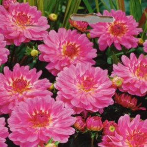 Dahlia - Gallery Bellni, 1 stk