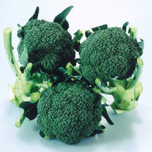 Spergilklál - Broccoli Matsuri F1