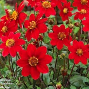 Dahlia Topmix red, 1 stk