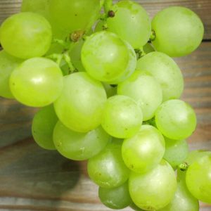 Vitis vinifera 'Bianca' vínberjarunni