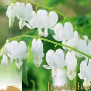 Dicentra Spectabilis Alba, 1 stk