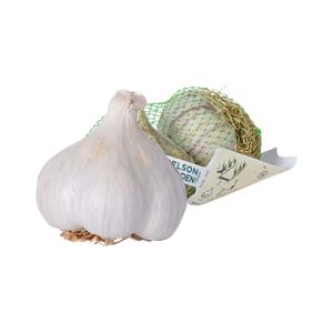 Germidour hvítlaukur