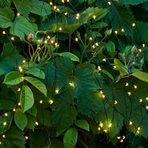 Knirke 80 ljósa sería, græn snúra - hvít ljós