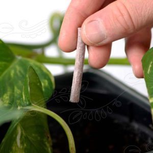 Orkideu næringarpinnar