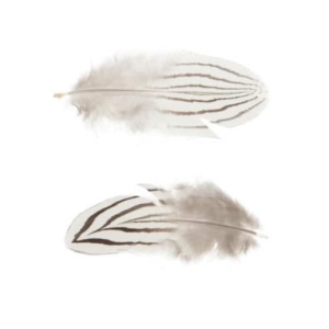 Skrautfjaðrir - hvítar