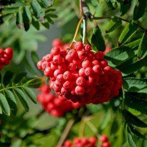Sorbus ´Red Robin´