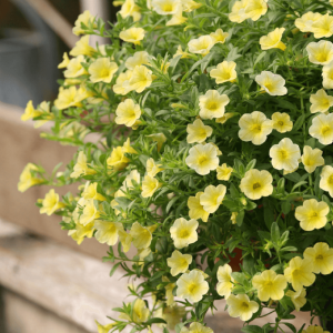 Blómahorn - Þúsundbjöllur