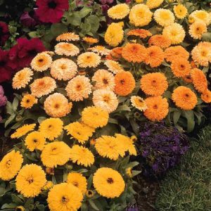 Fiesta Gitana - Calendula officinalis