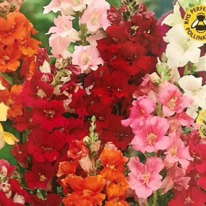 Antirrhinum Snappy Tongu
