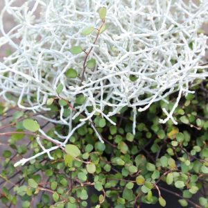 Vírkambur og skýjablettur