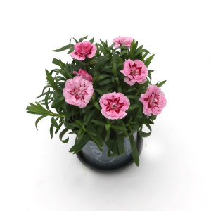 Nellika í potti - bleik