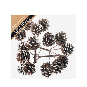 Furukönglar með snjó á vír í boxi