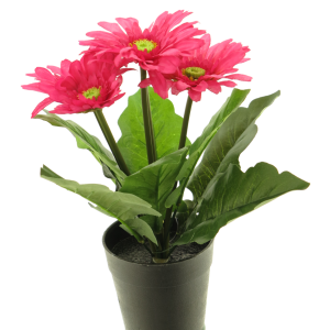 Gerbera í potti