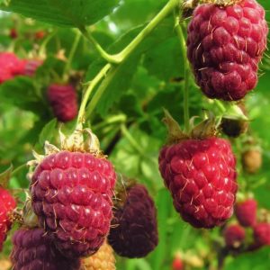 Rubus idaeus ´Ottawa´