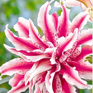 Lilium Magic Star, 1 stk