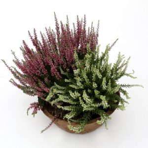 Vistvæn skreyting - lítil calluna