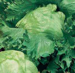 Iceberg Lettuce