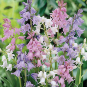 Heiðstjörnulilja Scilla - blandaðir litir, 10 stk