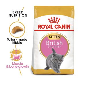 British Shorthair Kitten - 2kg
