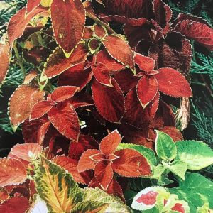 Coleus Ranbow mix