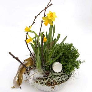 Páskaliljuskreyting - Gola