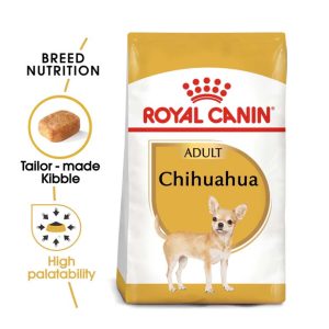 Chihuahua Adult