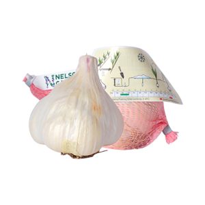 Messidor hvítlaukur