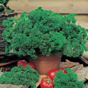 Steinselja - Moss Curled 2 (Johnsons)