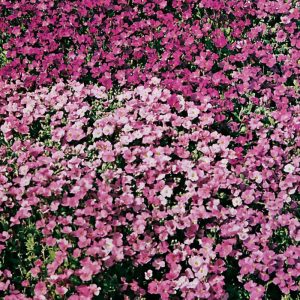 Breiðublóm - Aubrieta