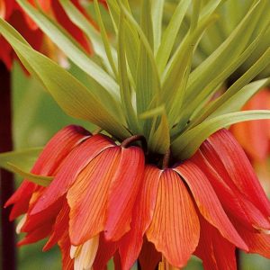 Fritillaria Keisarakróna - orange, 1 stk