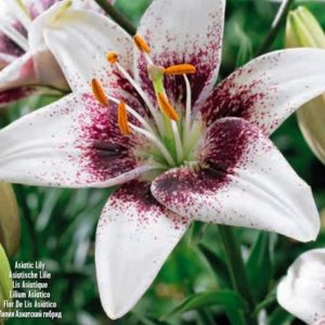 Lilium, White Brush, 3 stk