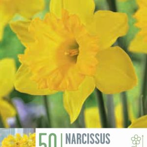 Páskaliljur Dutch Master - gular, 50 stk