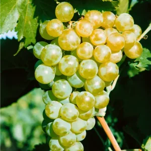 Vitis vinifera 'Phönix' vínberjarunni