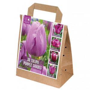 Túlípanar, Purple Shades - fjólubláir, 30 stk