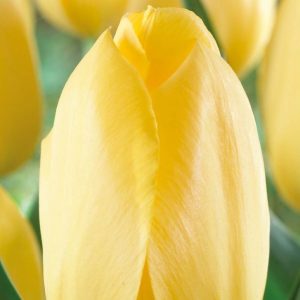 Túlípanar Big Smile - gulir, 8 stk