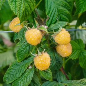Rubus Idaeus ´Fallgold´