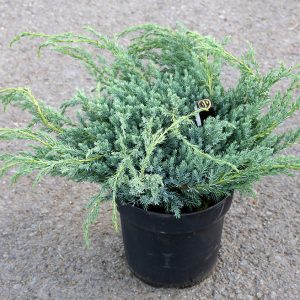 Skriðbláeinir ´Blue Carpet´