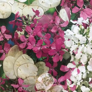 Honesty Purple and white mixed