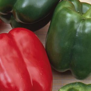 Paprika - California Wonder