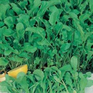 Klettasalat - Organically grown seed