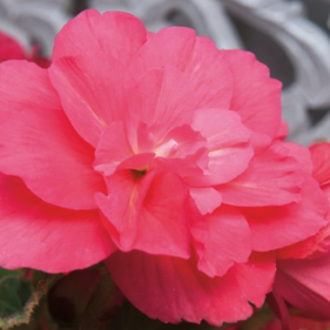 Begonia - Double Pink, 3 stk