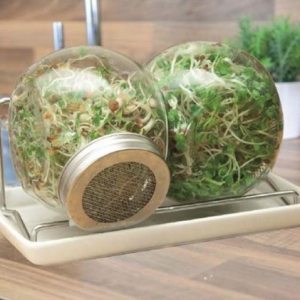 Spírusett - Organic sprouting