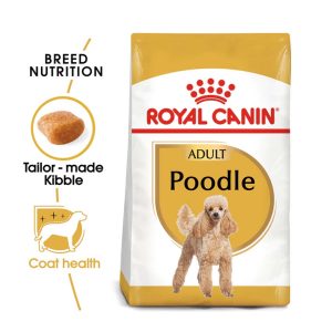 Poodle Adult