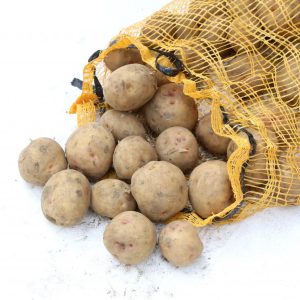 Útsæði Gullauga 5kg