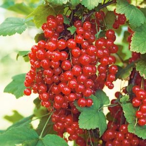 Ribes rubrum ´Rolan´